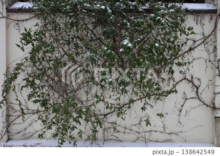 An evergreen climbing plant covered with snow. 138642549