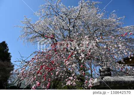 源平しだれ桃としだれ桜のコラボレーション 138642570