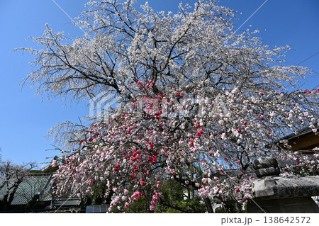 源平しだれ桃としだれ桜のコラボレーション 源平しだれ桃としだれ桜のコラボレーション 138642572