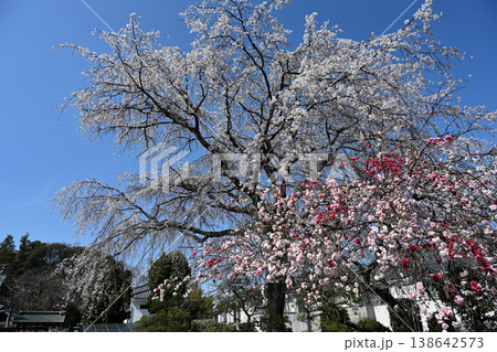 源平しだれ桃としだれ桜のコラボレーション 源平しだれ桃としだれ桜のコラボレーション 138642573