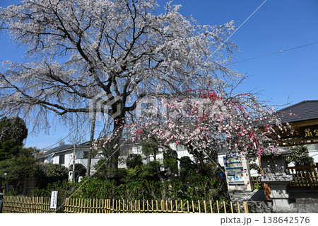 源平しだれ桃としだれ桜のコラボレーション 138642576