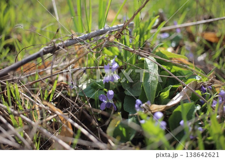 The first spring flowers on the lawn. 138642621