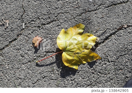 Autumn maple leaf on the asphalt. Autumn maple leaf on the asphalt. 138642905
