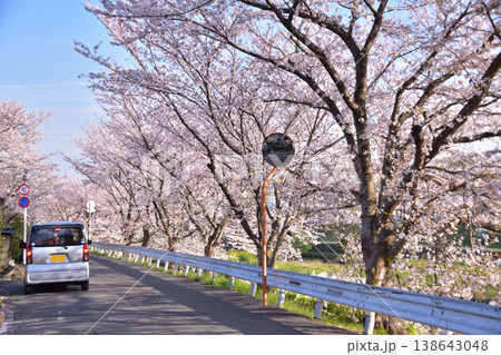 京都・賀茂川鴨西通りの桜並木 京都・賀茂川鴨西通りの桜並木 138643048