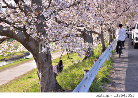 京都・賀茂川鴨西通りの桜並木 京都・賀茂川鴨西通りの桜並木 138643053