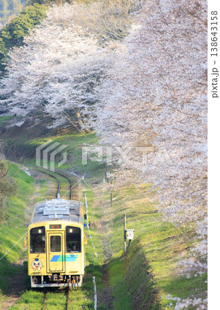 桜並木と「なのはな号」(平成筑豊鉄道) 桜並木と「なのはな号」(平成筑豊鉄道) 138643158