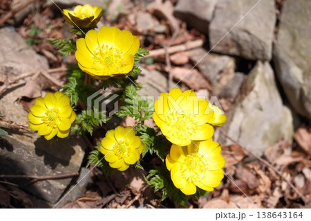 早春の山に咲き揃う福寿草　明るい黄色が春を告げる山野草の花 138643164