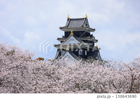 桜に囲まれた岡山城天守閣 桜に囲まれた岡山城天守閣 138643690