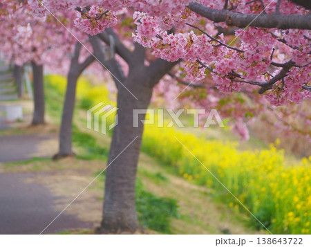 河津桜と菜の花のピンクと黄色 河津桜と菜の花のピンクと黄色 138643722