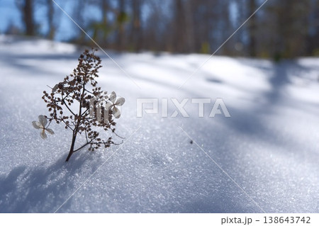 冬の山に残る枯れ草の姿　雪面に立つ透明感のあるシルエット 138643742