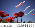 チューリップと鯉のぼり 138644194