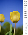 チューリップ 138644197