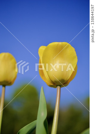 チューリップ 138644197