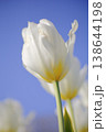 白いチューリップ 138644198