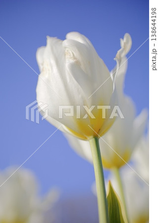 白いチューリップ 138644198