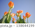 オレンジ色のチューリップ 138644199