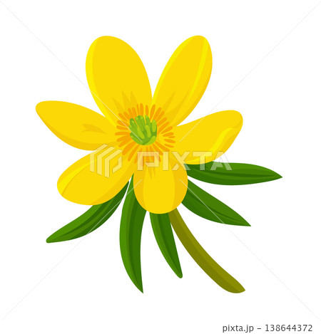 Eranthis hyemalis flower. Flat vector clipart, illustration with isolated background. 138644372