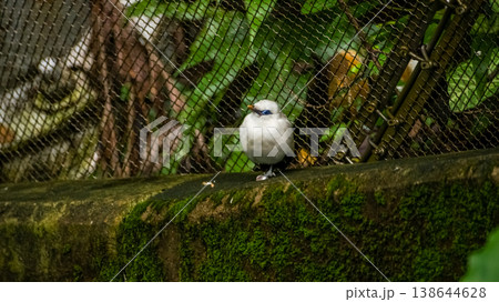The close up of a Bali myna, a white bird in the park. Animal and nature scene. The close up of a Bali myna, a white bird in the park. Animal and nature scene. 138644628