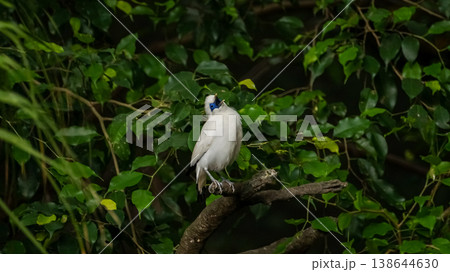 The close up of a Bali myna, a white bird in the park. Animal and nature scene. 138644630