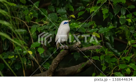 The close up of a Bali myna, a white bird in the park. Animal and nature scene. 138644634