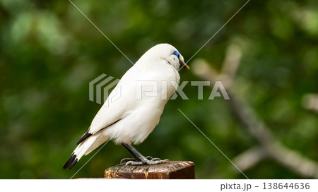 The close up of a Bali myna, a white bird in the park. Animal and nature scene. The close up of a Bali myna, a white bird in the park. Animal and nature scene. 138644636