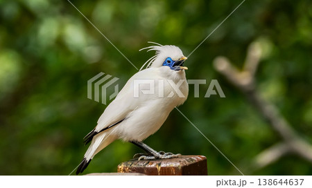The close up of a Bali myna, a white bird in the park. Animal and nature scene. 138644637