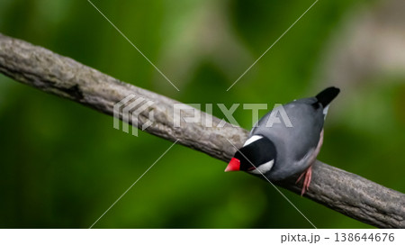 The close up of Java sparrow on a tree branch. 138644676