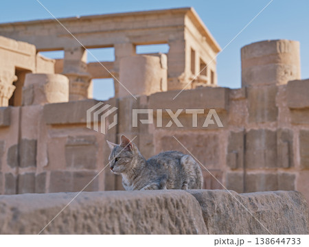 エジプト神殿遺跡に佇む猫(古代遺構と静かな共存) エジプト神殿遺跡に佇む猫(古代遺構と静かな共存) 138644733
