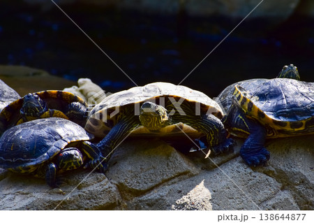 Close-up of Red-eared slider sunbathing on the rocks in the pool. Tortoise in the public park with water. Wild animals and nature scene. 138644877
