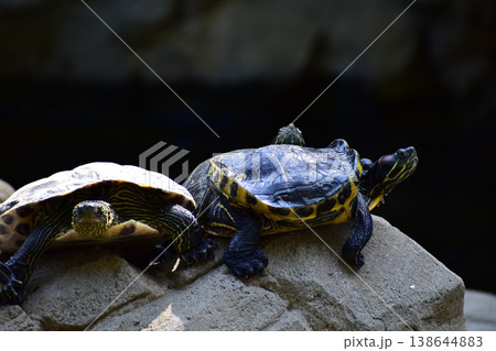 Close-up of Red-eared slider sunbathing on the rocks in the pool. Tortoise in the public park with water. Wild animals and nature scene. Close-up of Red-eared slider sunbathing on the rocks in the pool. Tortoise in the public park with water. Wild animals and nature scene. 138644883