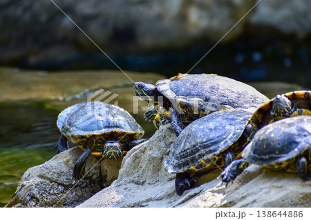 Close-up of Red-eared slider sunbathing on the rocks in the pool. Tortoise in the public park with water. Wild animals and nature scene. Close-up of Red-eared slider sunbathing on the rocks in the pool. Tortoise in the public park with water. Wild animals and nature scene. 138644886