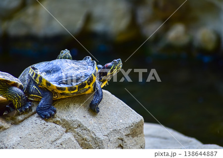 Close-up of Red-eared slider sunbathing on the rocks in the pool. Tortoise in the public park with water. Wild animals and nature scene. 138644887
