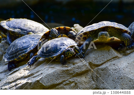 Close-up of Red-eared slider sunbathing on the rocks in the pool. Tortoise in the public park with water. Wild animals and nature scene. Close-up of Red-eared slider sunbathing on the rocks in the pool. Tortoise in the public park with water. Wild animals and nature scene. 138644888
