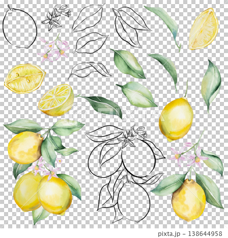 Watercolor lemon clipart set with citrus fruits, green leaves, blossoms and black line art elements 138644958