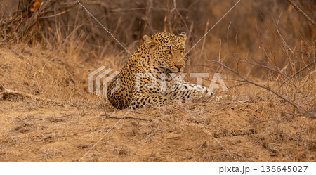 Close Up Portrait of a Male Leopard Lying in Kruger National Park, South Africa Close Up Portrait of a Male Leopard Lying in Kruger National Park, South Africa 138645027