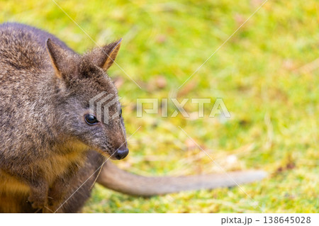 Close up image of a wild Pademelon in Tasmania, Australia Close up image of a wild Pademelon in Tasmania, Australia 138645028