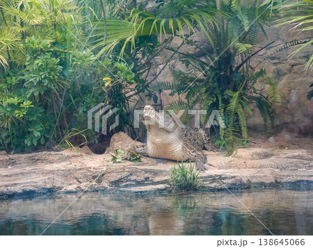 The view of large aquarium tank with crocodile, Saltwater crocodile, Estuarine Crocodile. Animal concept. The view of large aquarium tank with crocodile, Saltwater crocodile, Estuarine Crocodile. Animal concept. 138645066