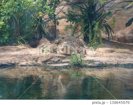 The view of large aquarium tank with crocodile, Saltwater crocodile, Estuarine Crocodile. Animal concept. The view of large aquarium tank with crocodile, Saltwater crocodile, Estuarine Crocodile. Animal concept. 138645070