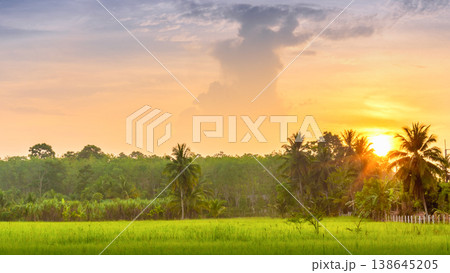 Organic Paddy Field in Tropical Country Agriculture and Farming Industry Concept Organic Paddy Field in Tropical Country Agriculture and Farming Industry Concept 138645205