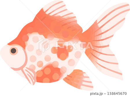 琉金の金魚イラスト フラットベクター|和風の観賞魚素材(白背景・シンプル) 琉金の金魚イラスト フラットベクター|和風の観賞魚素材(白背景・シンプル) 138645670