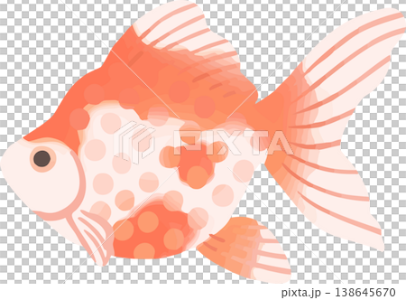 琉金の金魚イラスト フラットベクター|和風の観賞魚素材(白背景・シンプル) 琉金の金魚イラスト フラットベクター|和風の観賞魚素材(白背景・シンプル) 138645670