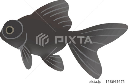 出目金の金魚イラスト フラットベクター｜和風の観賞魚素材（白背景・シンプル） 138645673