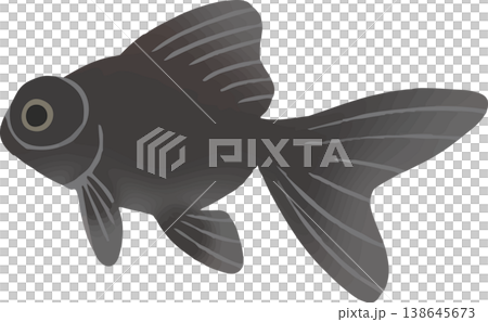 出目金の金魚イラスト フラットベクター｜和風の観賞魚素材（白背景・シンプル） 138645673