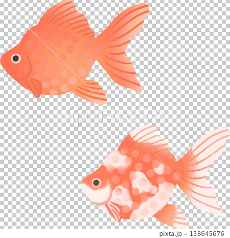 Ryukin goldfish illustration, flat vector | Japanese-style ornamental fish material (white background, simple) Ryukin goldfish illustration, flat vector | Japanese-style ornamental fish material (white background, simple) 138645676