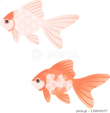 琉金の金魚イラスト フラットベクター|和風の観賞魚素材(白背景・シンプル) 琉金の金魚イラスト フラットベクター|和風の観賞魚素材(白背景・シンプル) 138645677