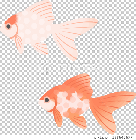 琉金の金魚イラスト フラットベクター|和風の観賞魚素材(白背景・シンプル) 琉金の金魚イラスト フラットベクター|和風の観賞魚素材(白背景・シンプル) 138645677