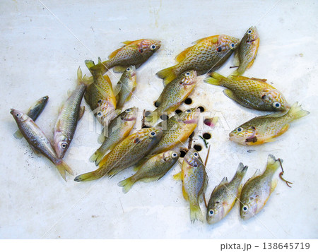 Fresh Catch of Pumpkinseed Sunfish and Minnows. Group of Small River Fish Top View Fresh Catch of Pumpkinseed Sunfish and Minnows. Group of Small River Fish Top View 138645719