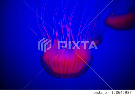 The jellyfish in motion in color. Close-up of the jellyfish. Jellyfish in the water. Animal concept. 138645987