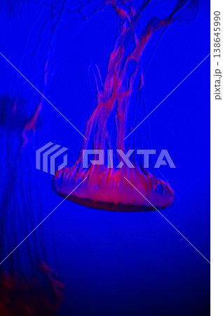 The jellyfish in motion in color. Close-up of the jellyfish. Jellyfish in the water. Animal concept. The jellyfish in motion in color. Close-up of the jellyfish. Jellyfish in the water. Animal concept. 138645990