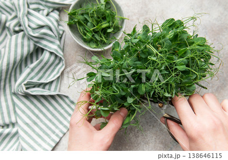 Hands harvesting fresh green pea microgreens with scissors 138646115